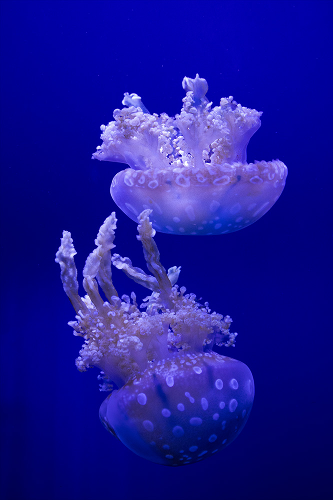 Jellyfish